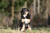 BERGER AUSTRALIEN PUPPIES 666